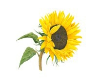Exhibitions - Kate Nuttall (Botanical Artist)